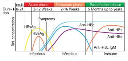 Динамика изменения иммунологических показателей при гепатите B